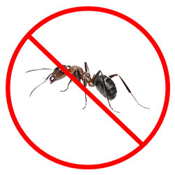 Ant Removal Nottingham