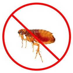 Flea Pest Control Nottingham