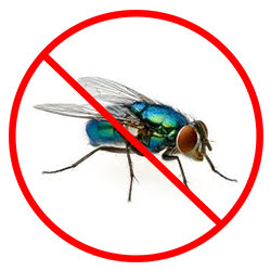 Fly Removal Nottingham