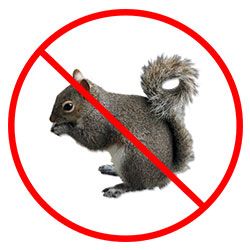 Squirrel Pest Control Nottingham