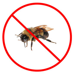 Bee Removal Nottingham