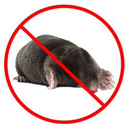 Mole Removal Nottingham