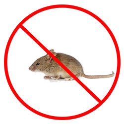 Mouse Exterminator Nottingham