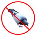 Bird Nest Removal Nottingham, Derby and Leicestershire - Pigeon Removal