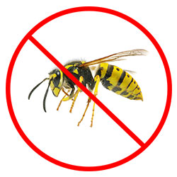 Wasp Nest Removal Nottingham