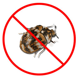 Carpet Beetle Pest Control Nottingham