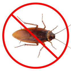 Cockroach Pest Control Nottingham