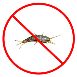 Silverfish Removal Nottingham