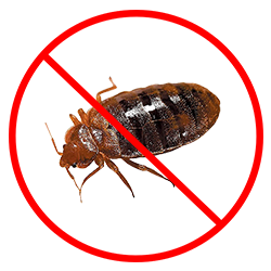 Bed Bug Removal